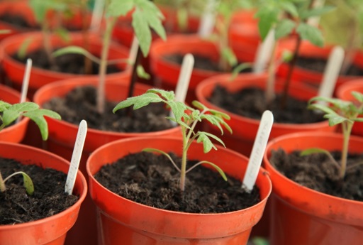 Tomato seedlings in red pots